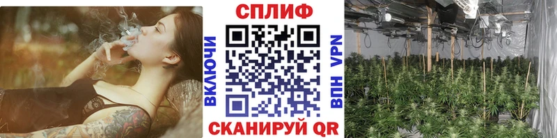 Конопля семена  Новосиль 